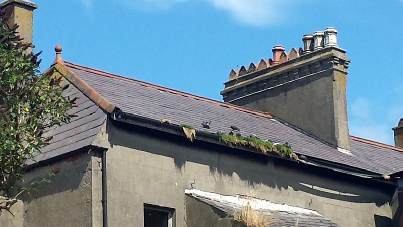 Roofers Builders Ceiling Repairs Belfast Newtownards Holywood Helens Bay